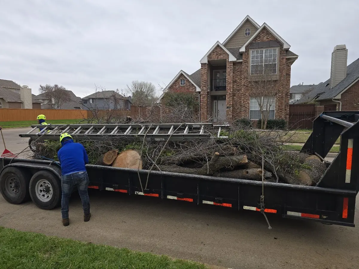 Expert Tree Pest Control with proper safety equipment in Shannon